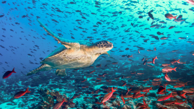 Incredible Facts About The Ocean